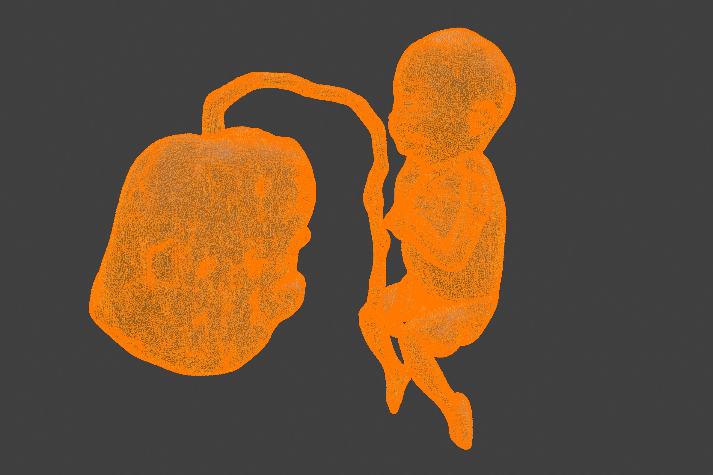 3D Model of Lifeform Human Fetus Replica - 5 Month Male 3D print model_3