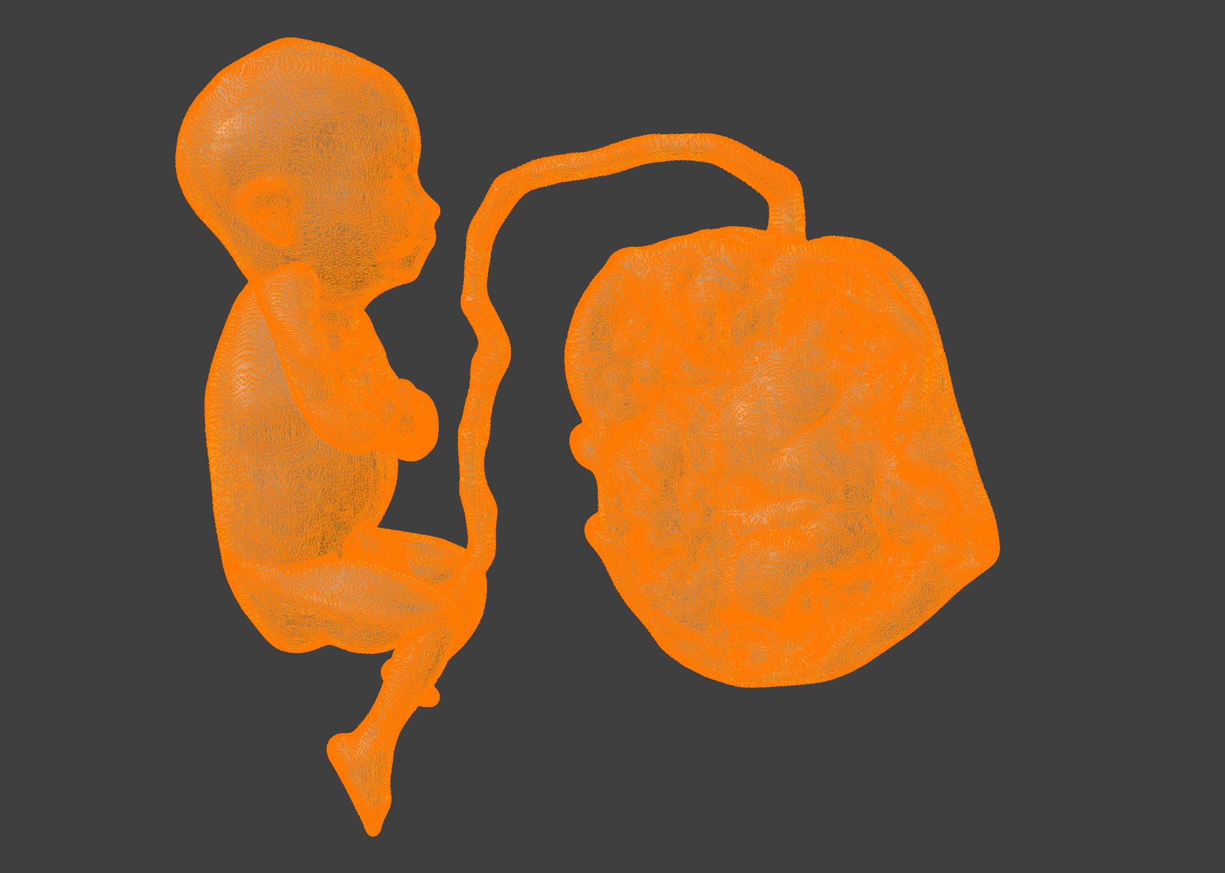 3D Model of Lifeform Human Fetus Replica - 5 Month Male 3D print model_1