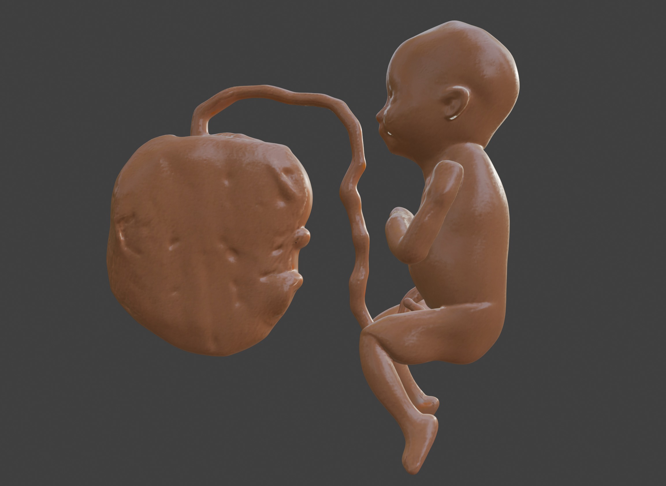 3D Model of Lifeform Human Fetus Replica - 5 Month Male 3D print model_12