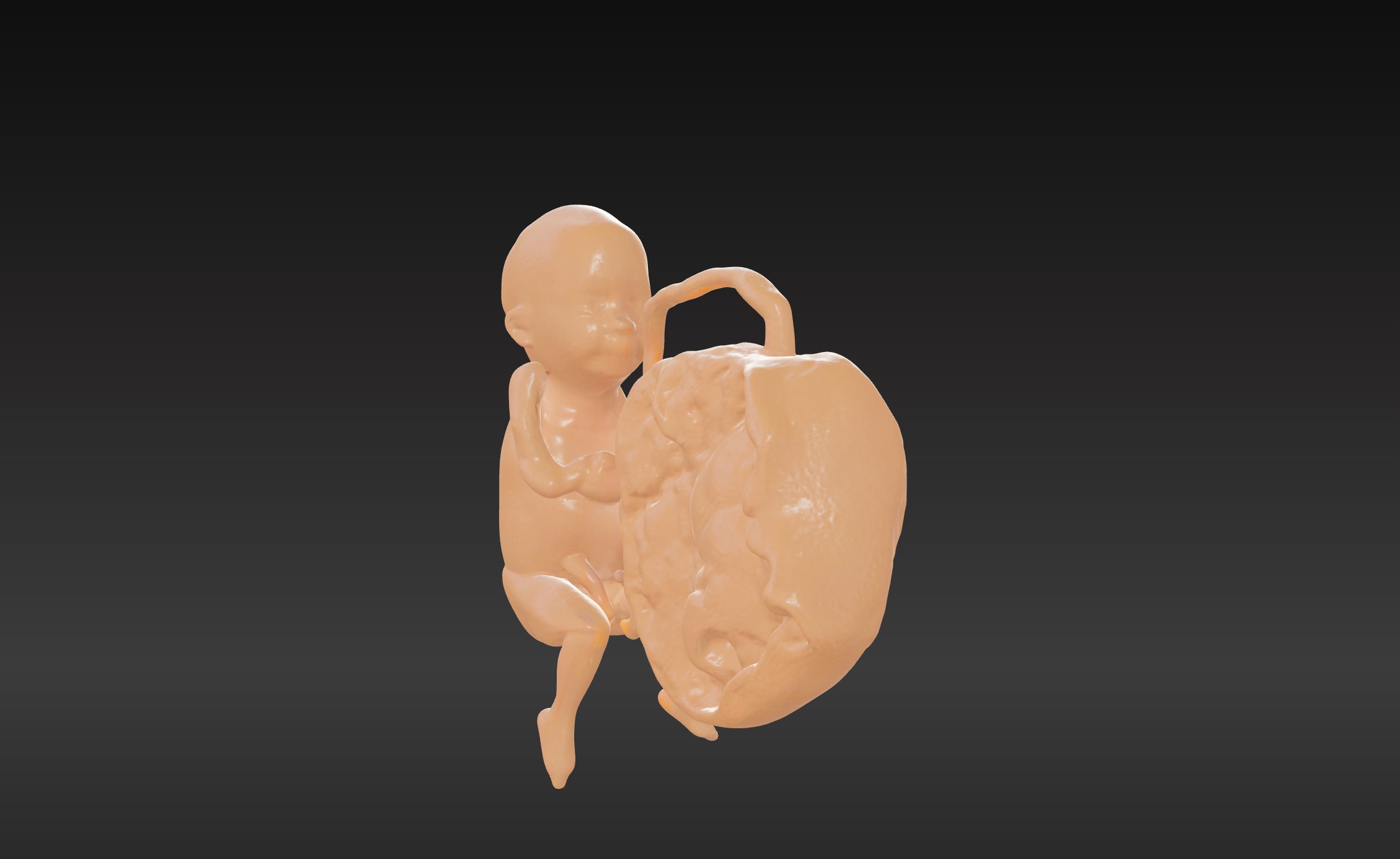 3D Model of Lifeform Human Fetus Replica - 5 Month Male 3D print model_8