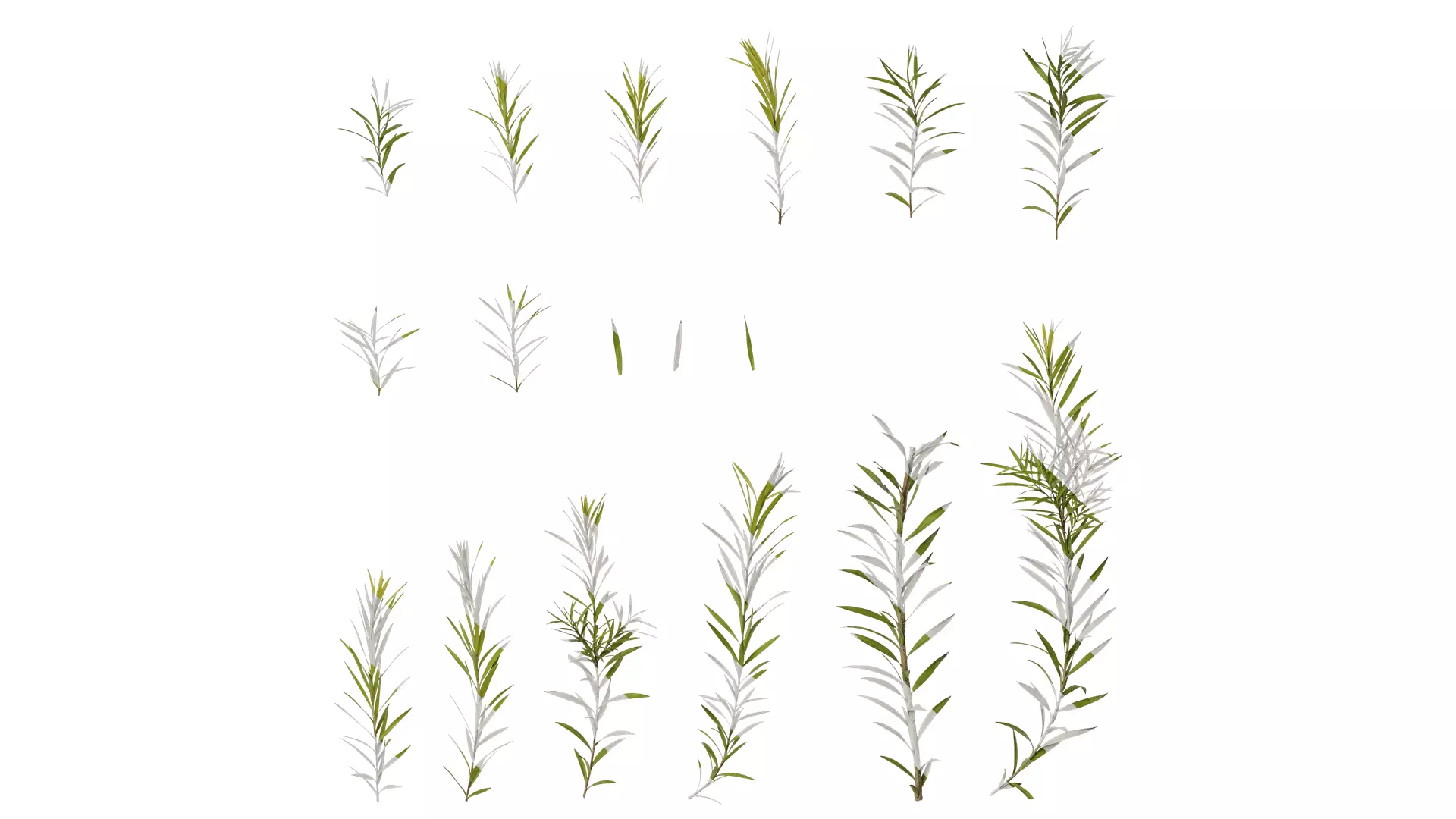 Anydrafts Melaleuca bracteata Atlas 01 Texture