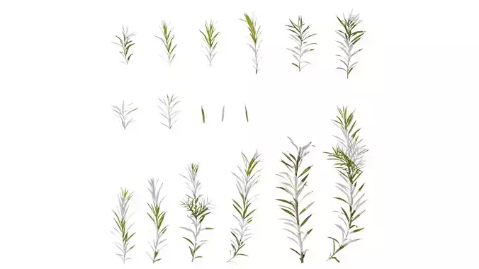 Anydrafts Melaleuca bracteata Atlas 01