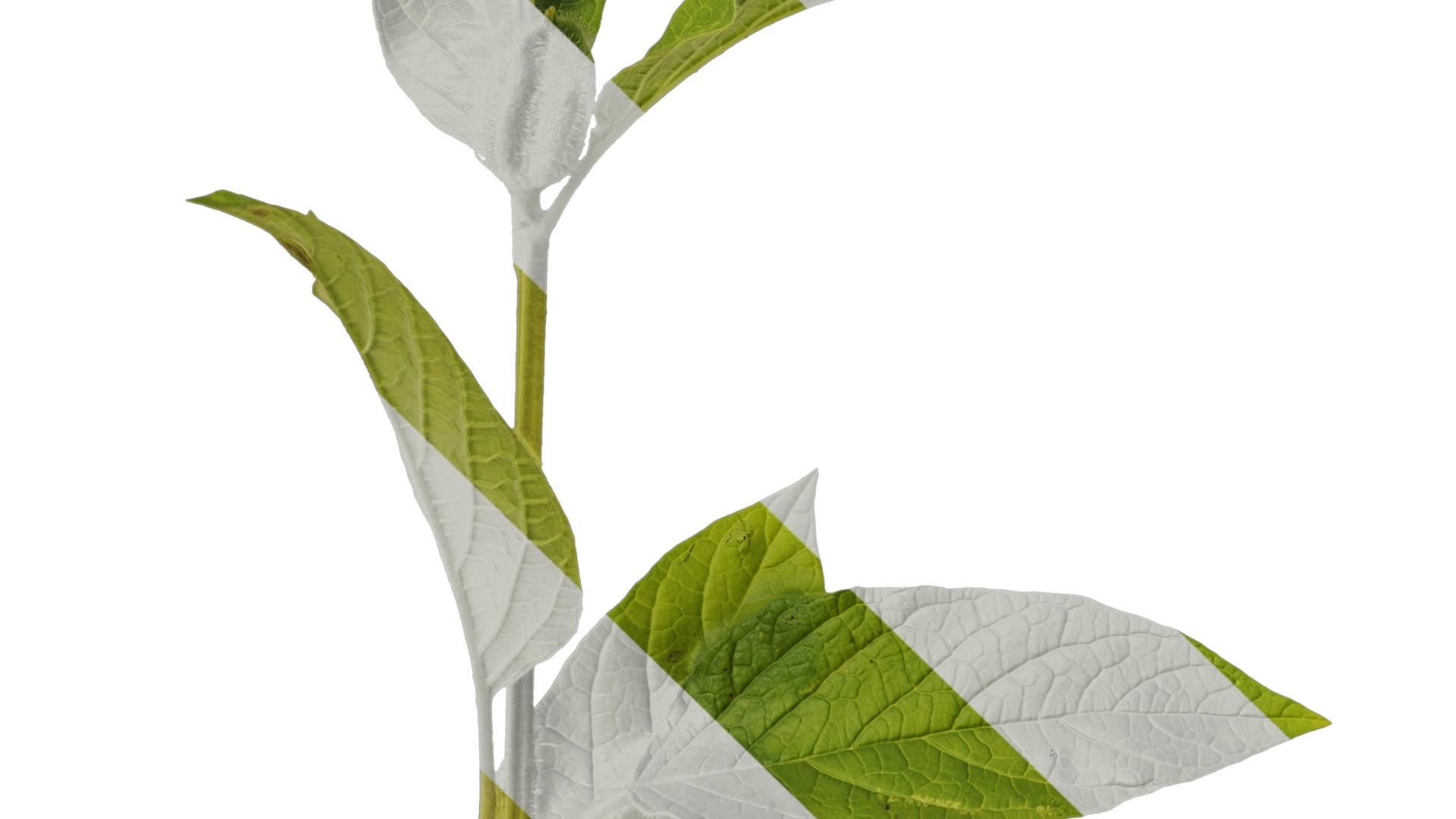 Anydrafts Sesamum indicum Atlas 04 Texture_5