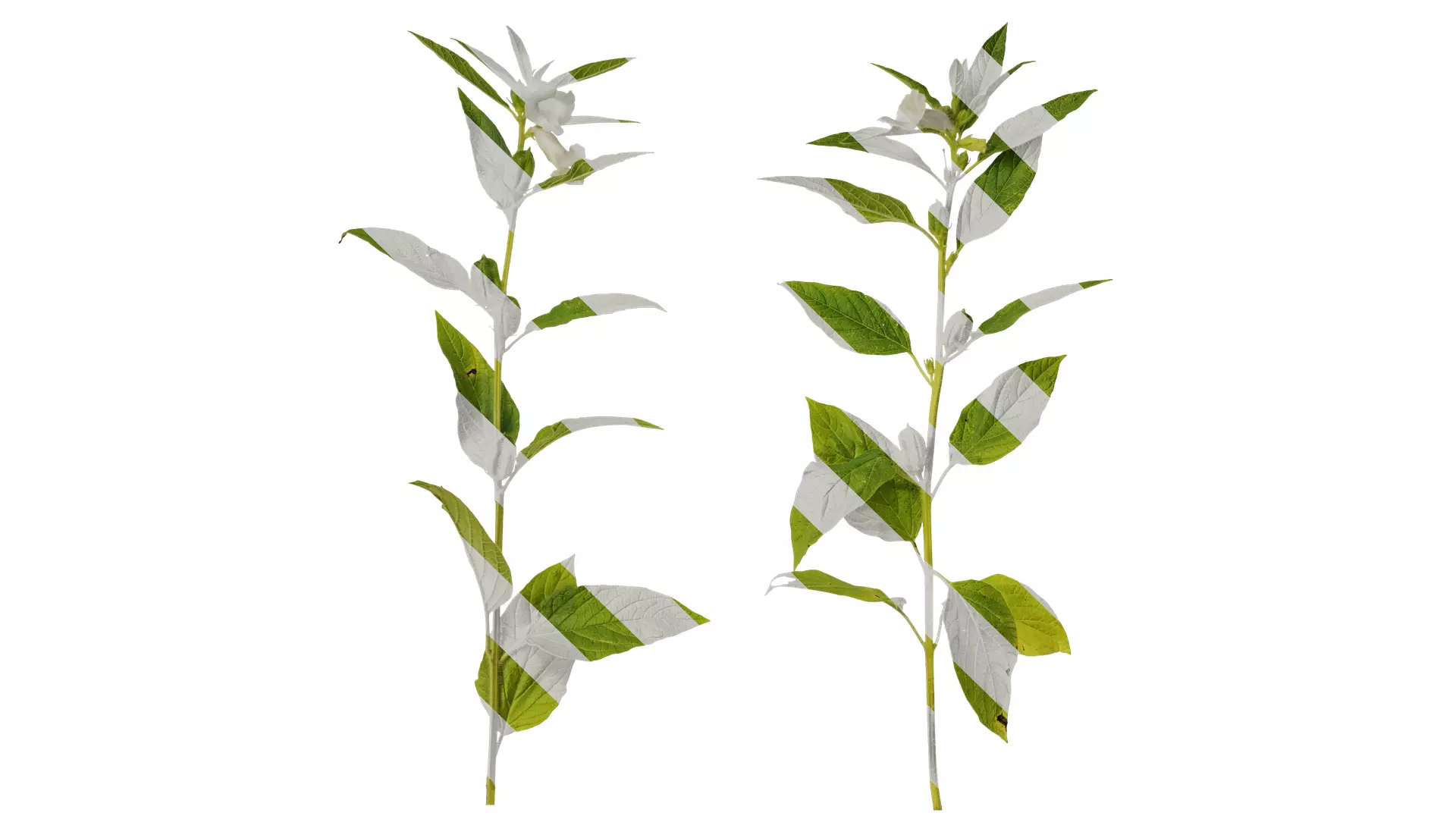 Anydrafts Sesamum indicum Atlas 04 Texture_0