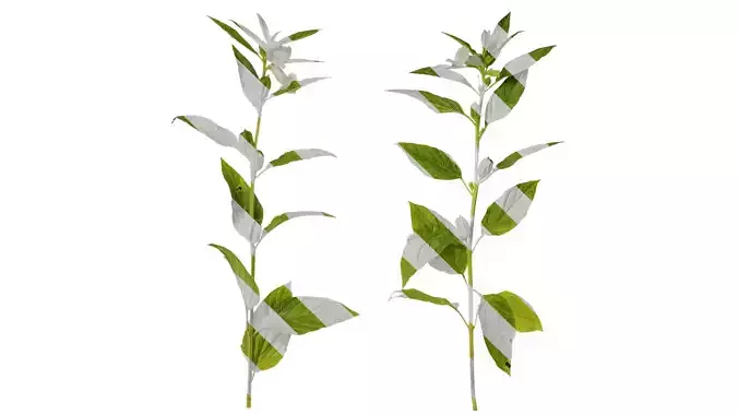 Anydrafts Sesamum indicum Atlas 04