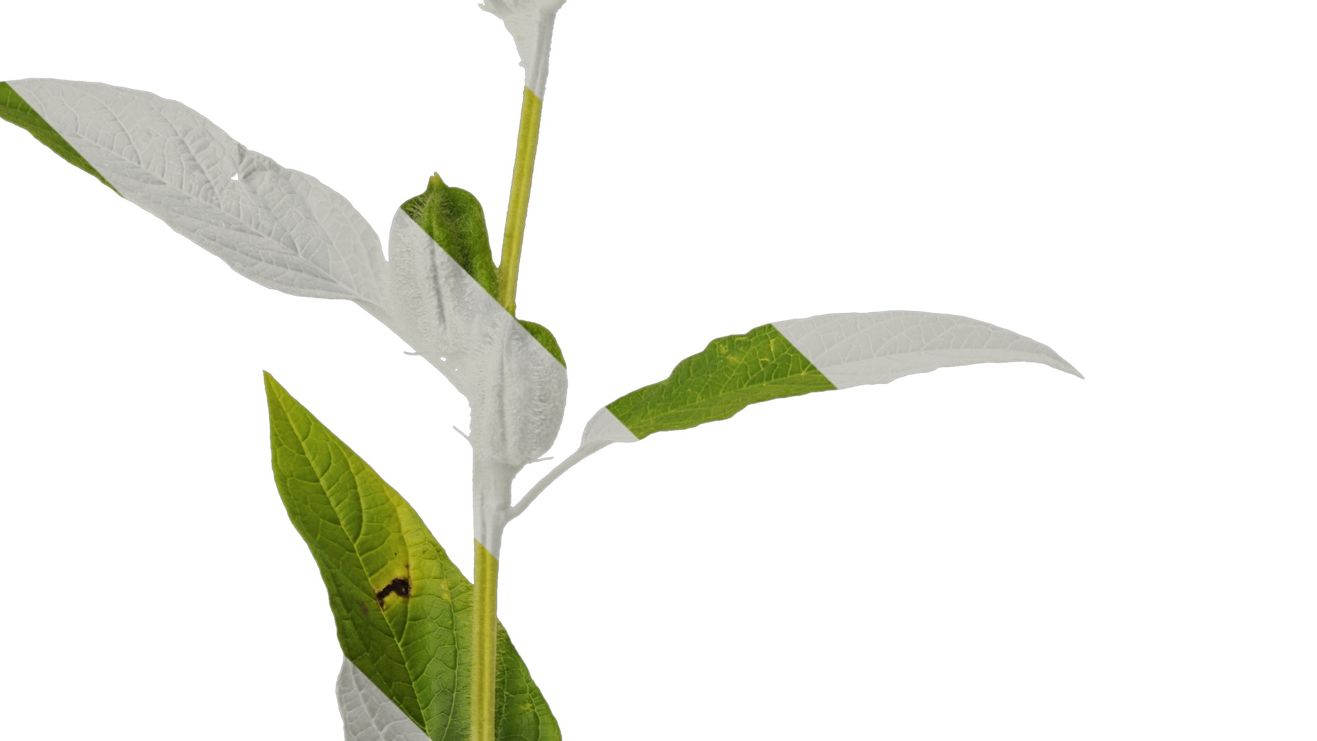 Anydrafts Sesamum indicum Atlas 04 Texture_3