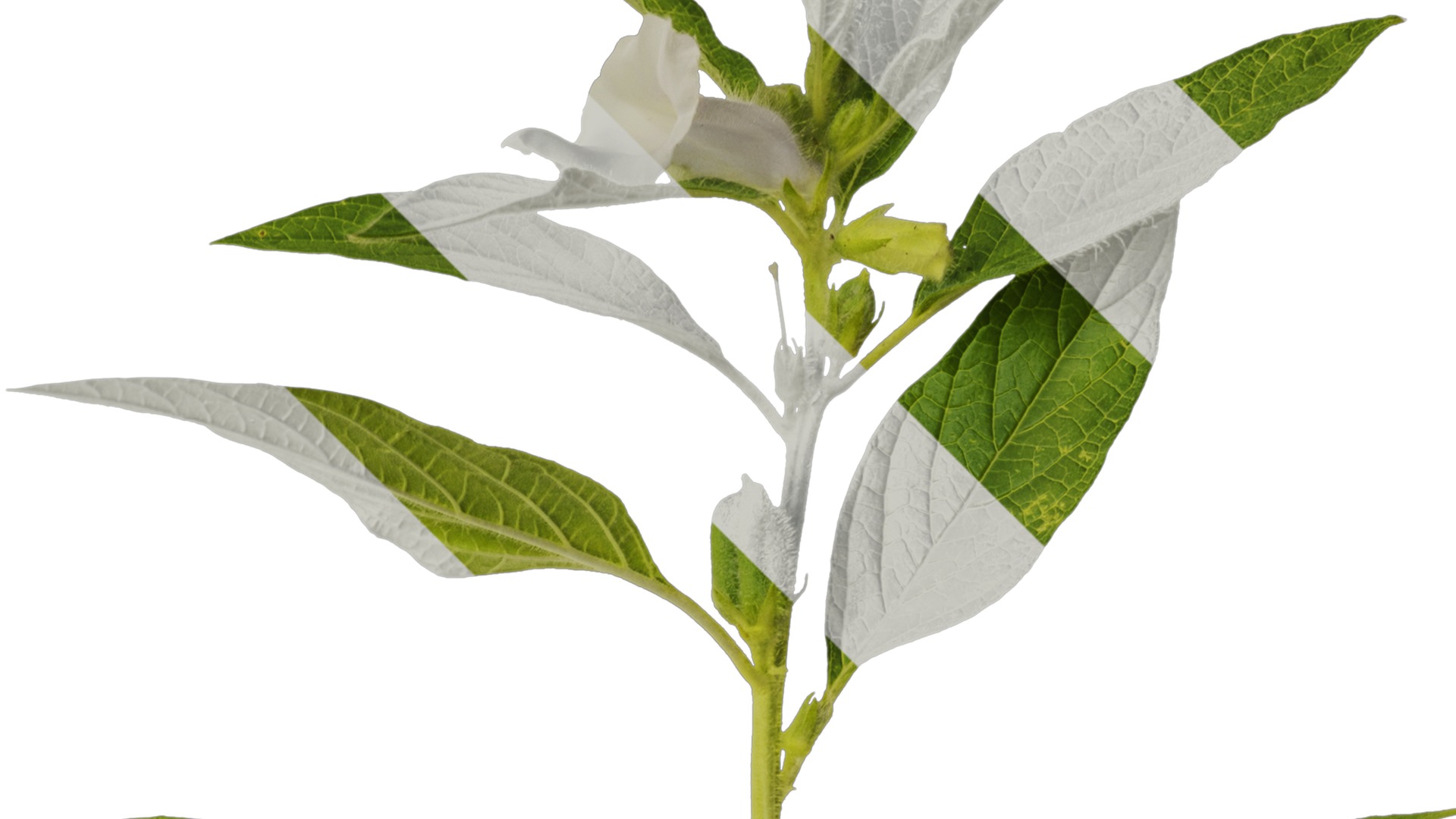 Anydrafts Sesamum indicum Atlas 04 Texture_2