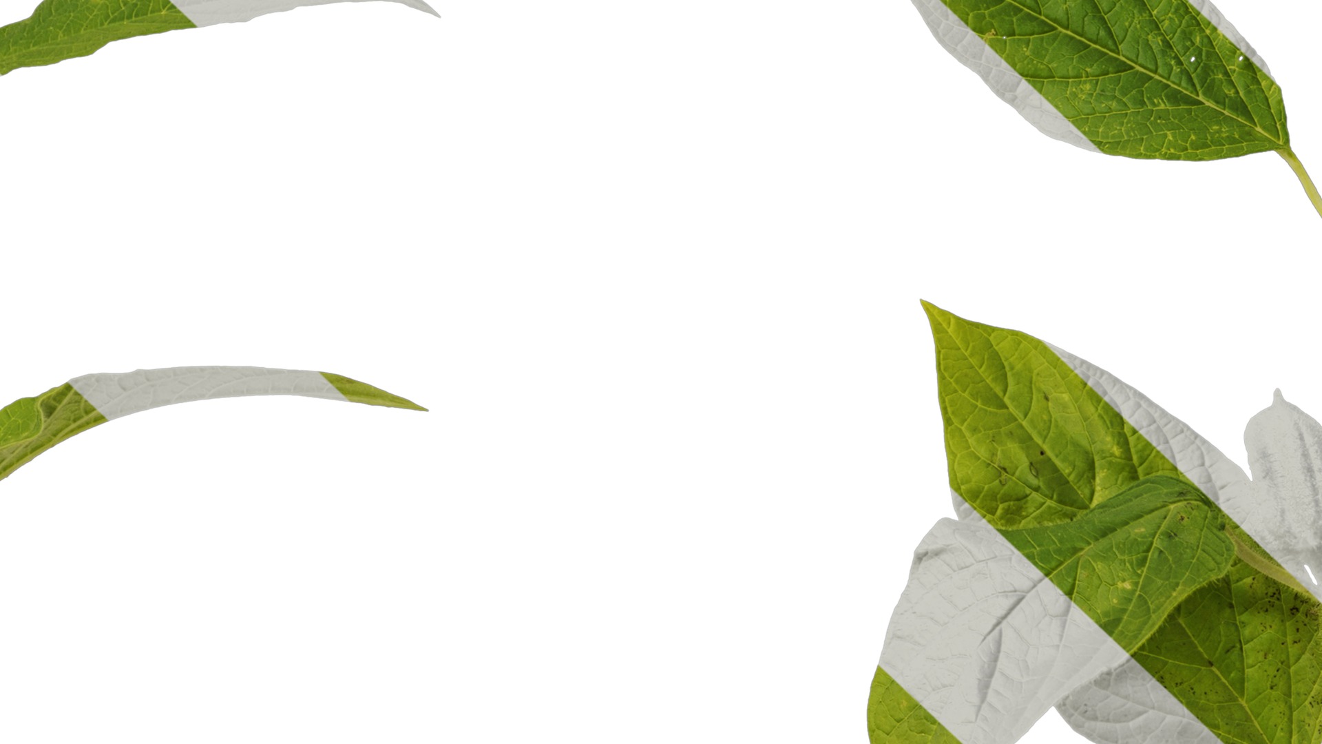 Anydrafts Sesamum indicum Atlas 04 Texture_7