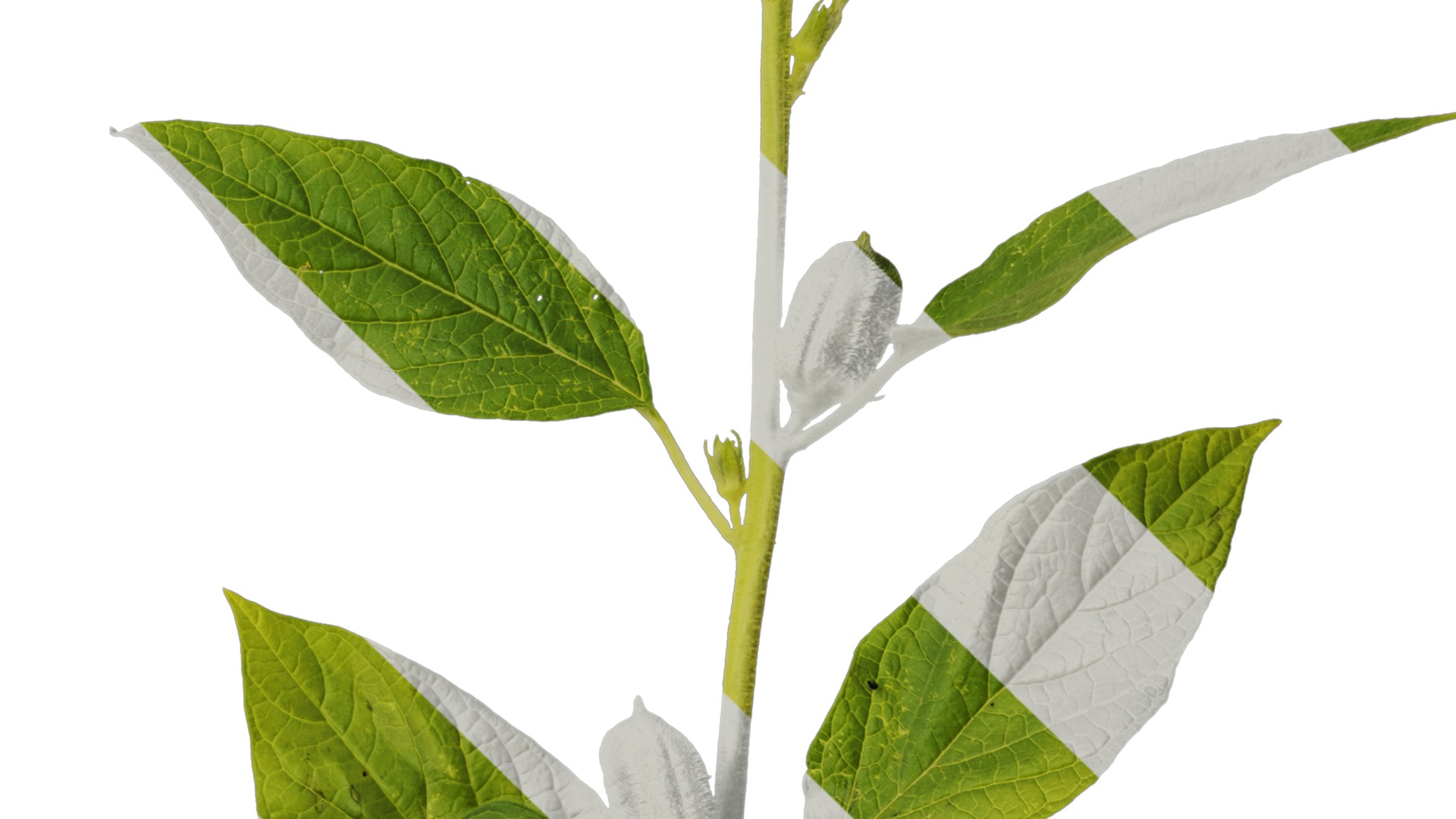 Anydrafts Sesamum indicum Atlas 04 Texture_4