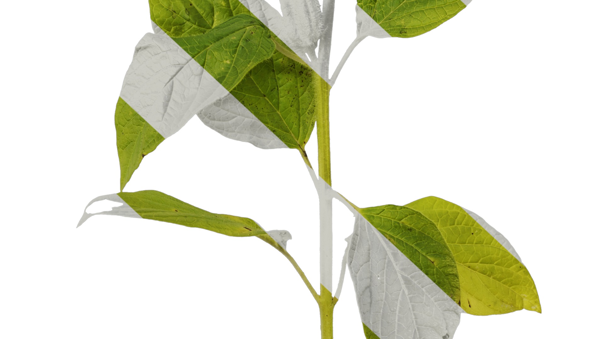 Anydrafts Sesamum indicum Atlas 04 Texture_6