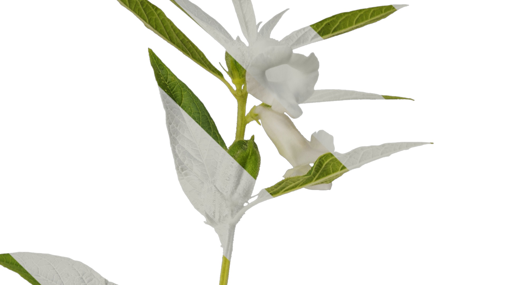 Anydrafts Sesamum indicum Atlas 04 Texture_1