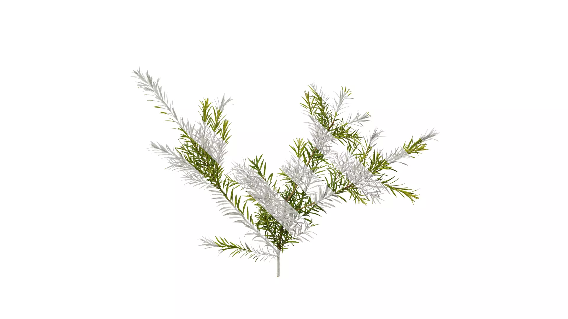 Anydrafts Melaleuca bracteata Atlas 06 Texture