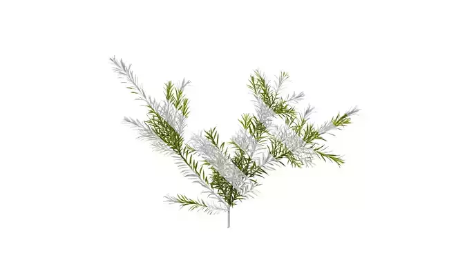 Anydrafts Melaleuca bracteata Atlas 06