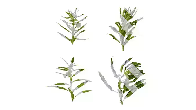 Anydrafts Sesamum indicum Atlas 06