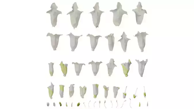 Anydrafts Sesamum indicum Flower 01