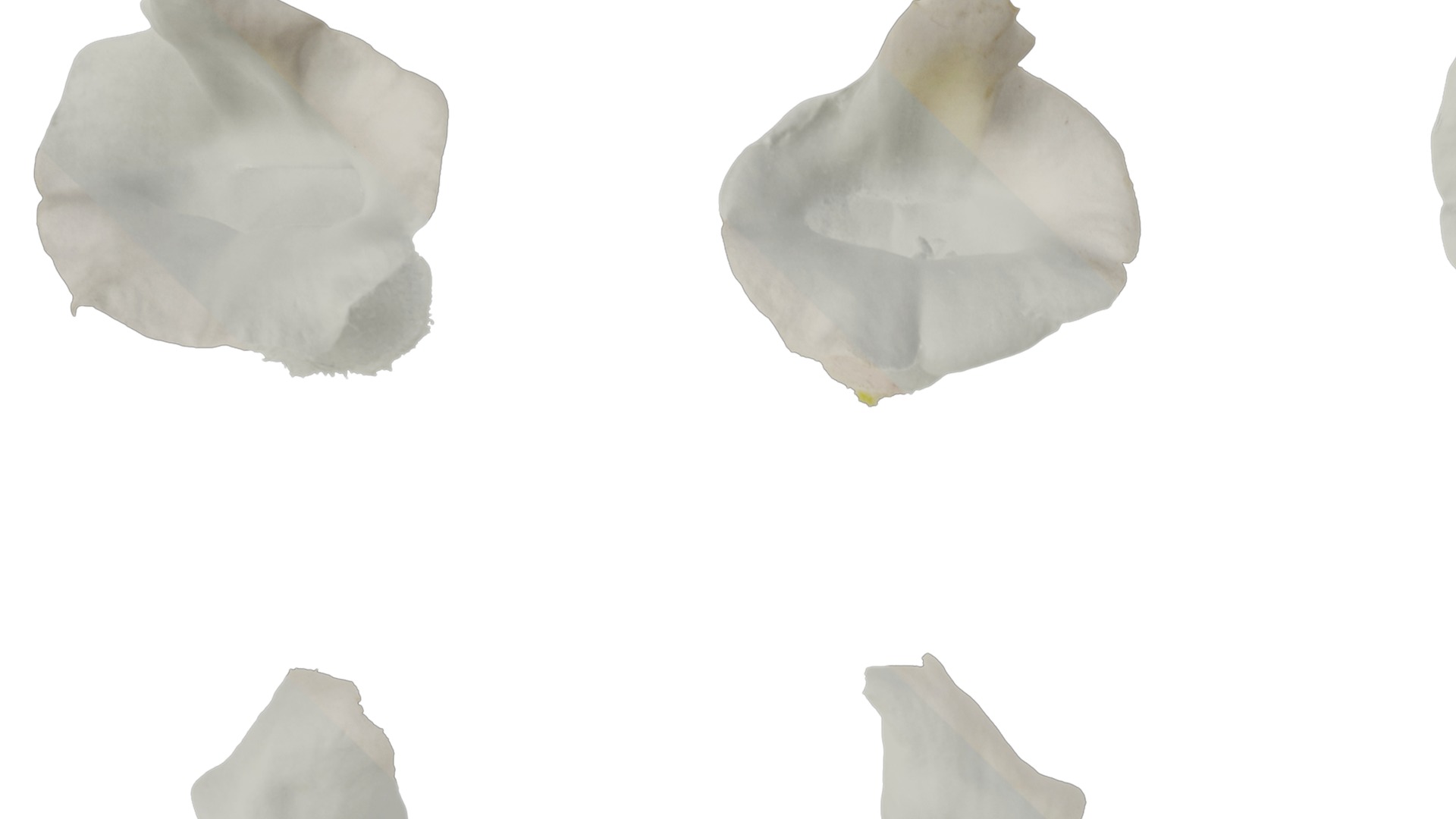 Anydrafts Sesamum indicum Flower 02 Texture_1