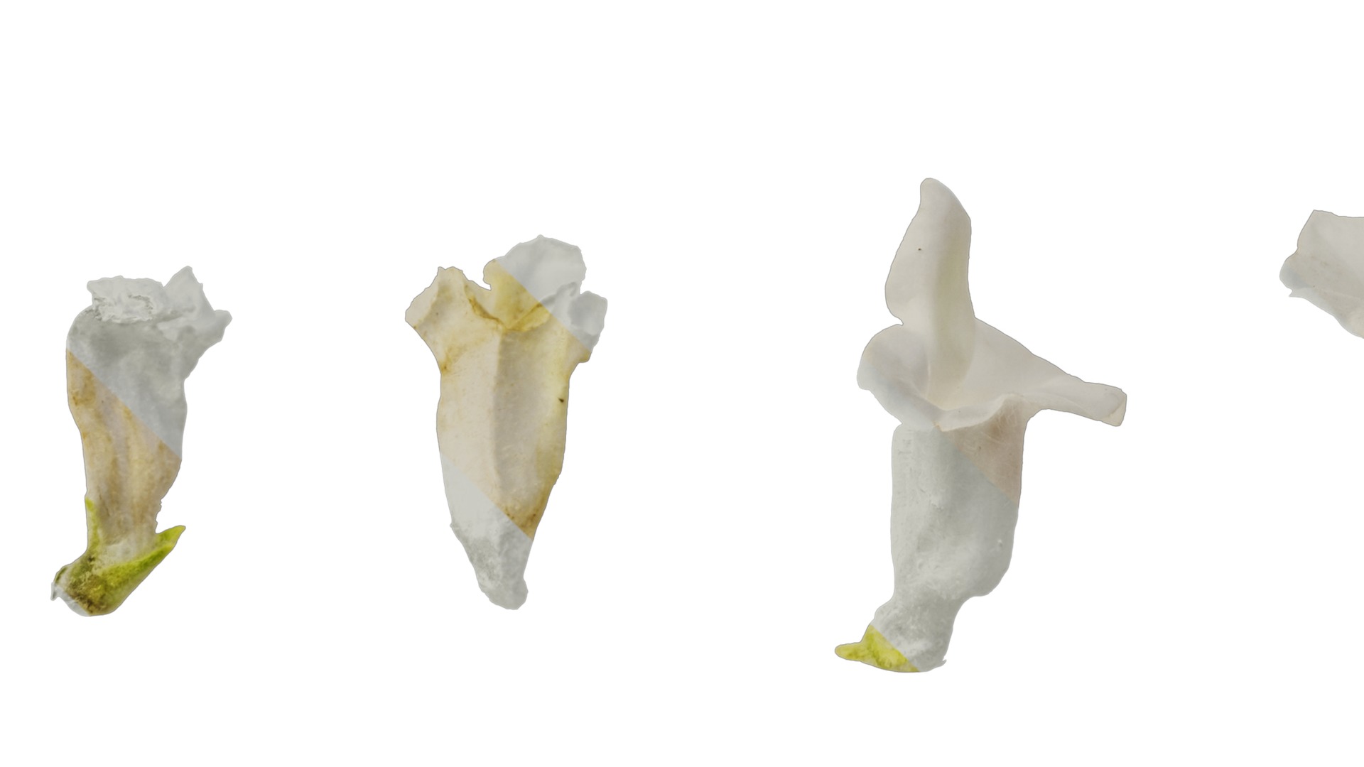 Anydrafts Sesamum indicum Flower 02 Texture_5