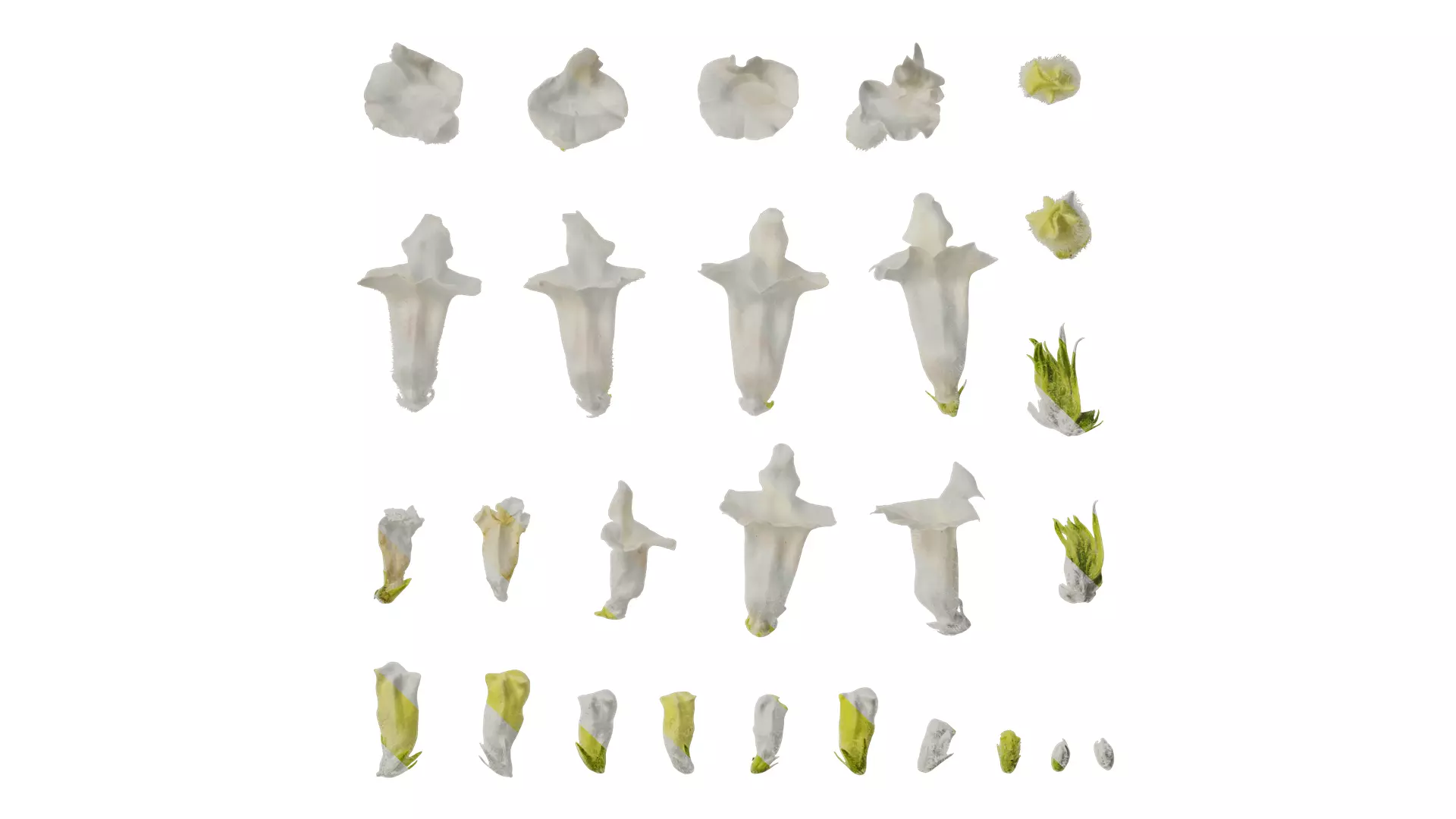 Anydrafts Sesamum indicum Flower 02 Texture_0