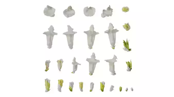 Anydrafts Sesamum indicum Flower 02