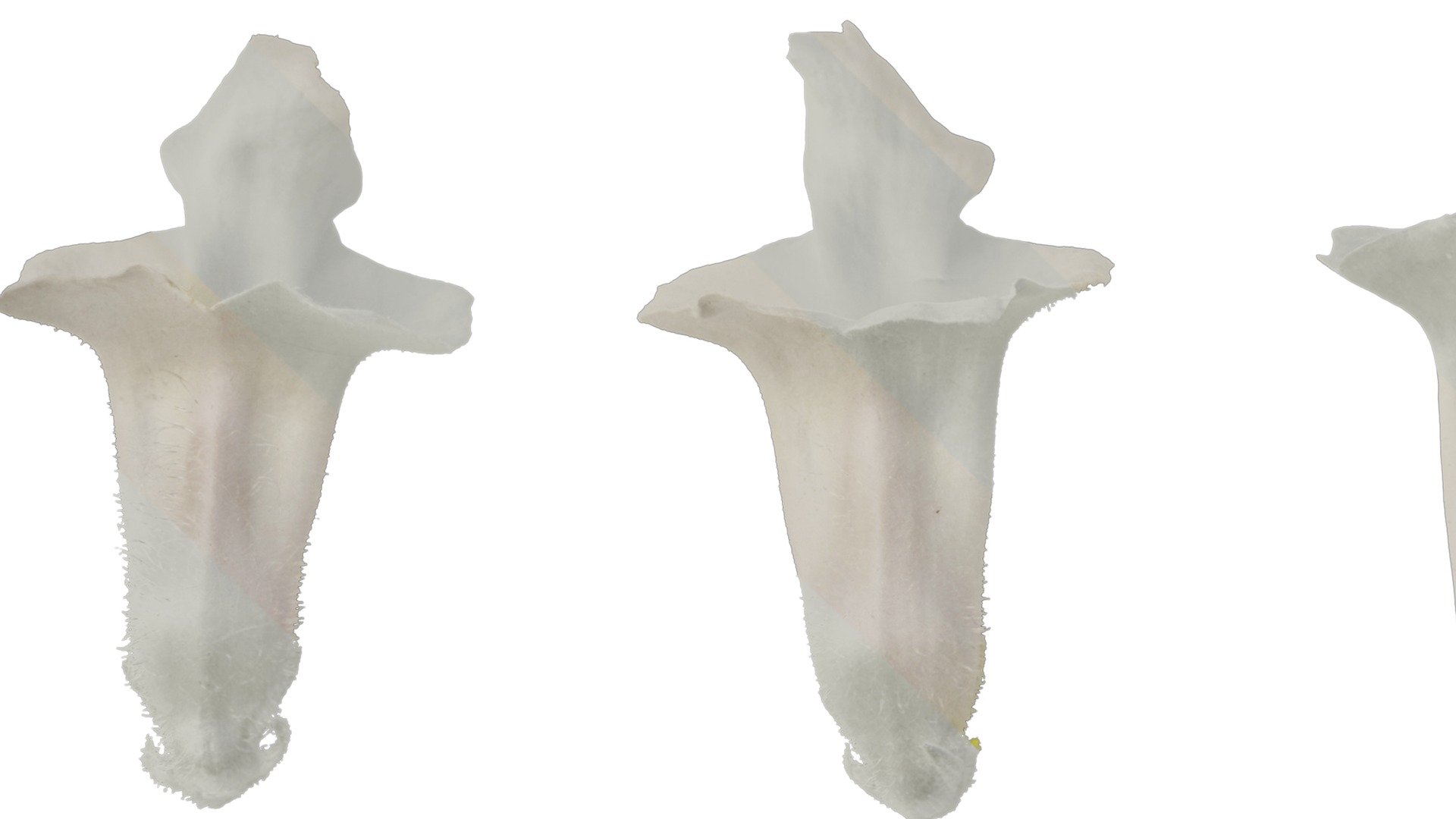 Anydrafts Sesamum indicum Flower 02 Texture_3