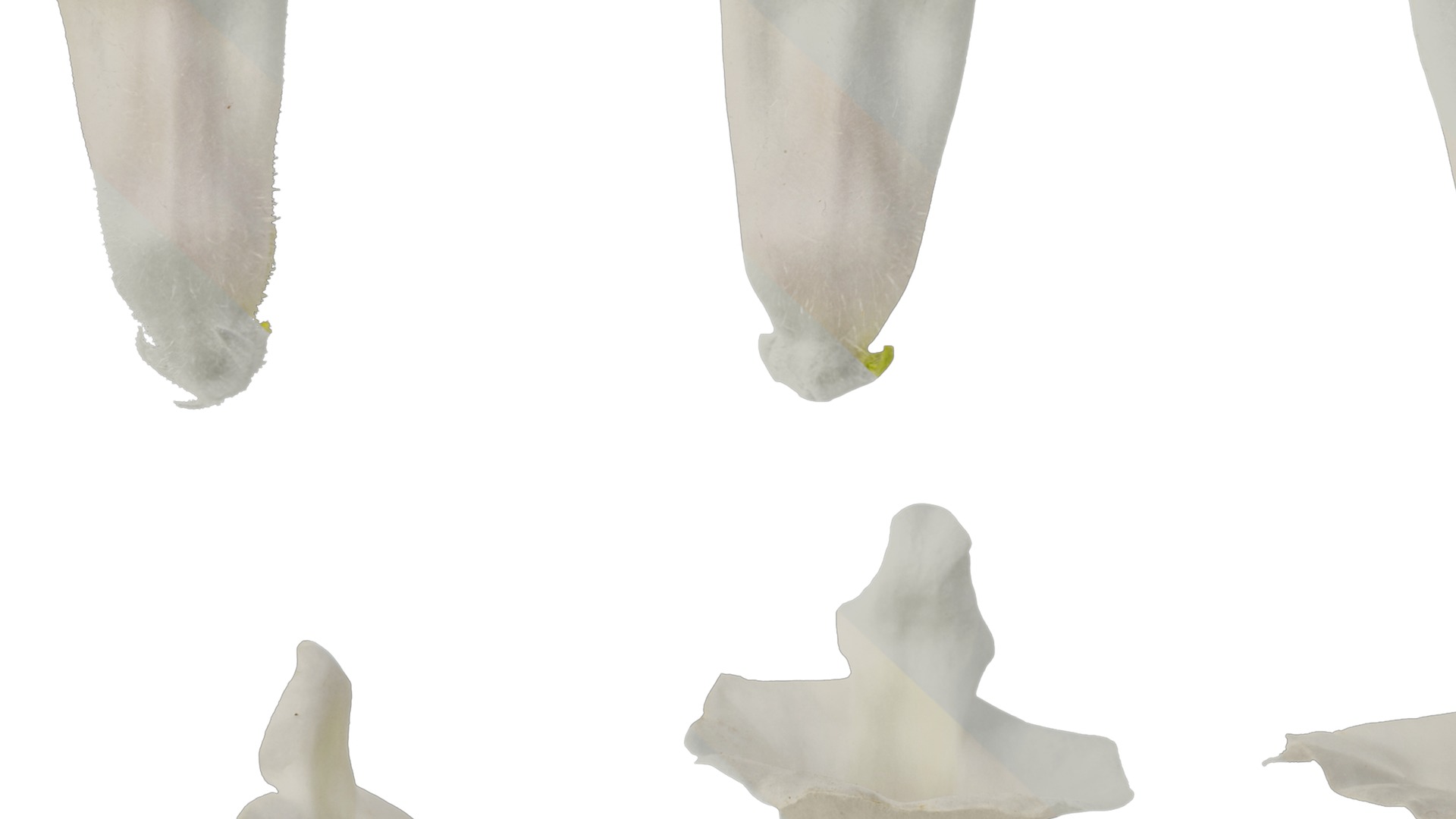 Anydrafts Sesamum indicum Flower 02 Texture_7