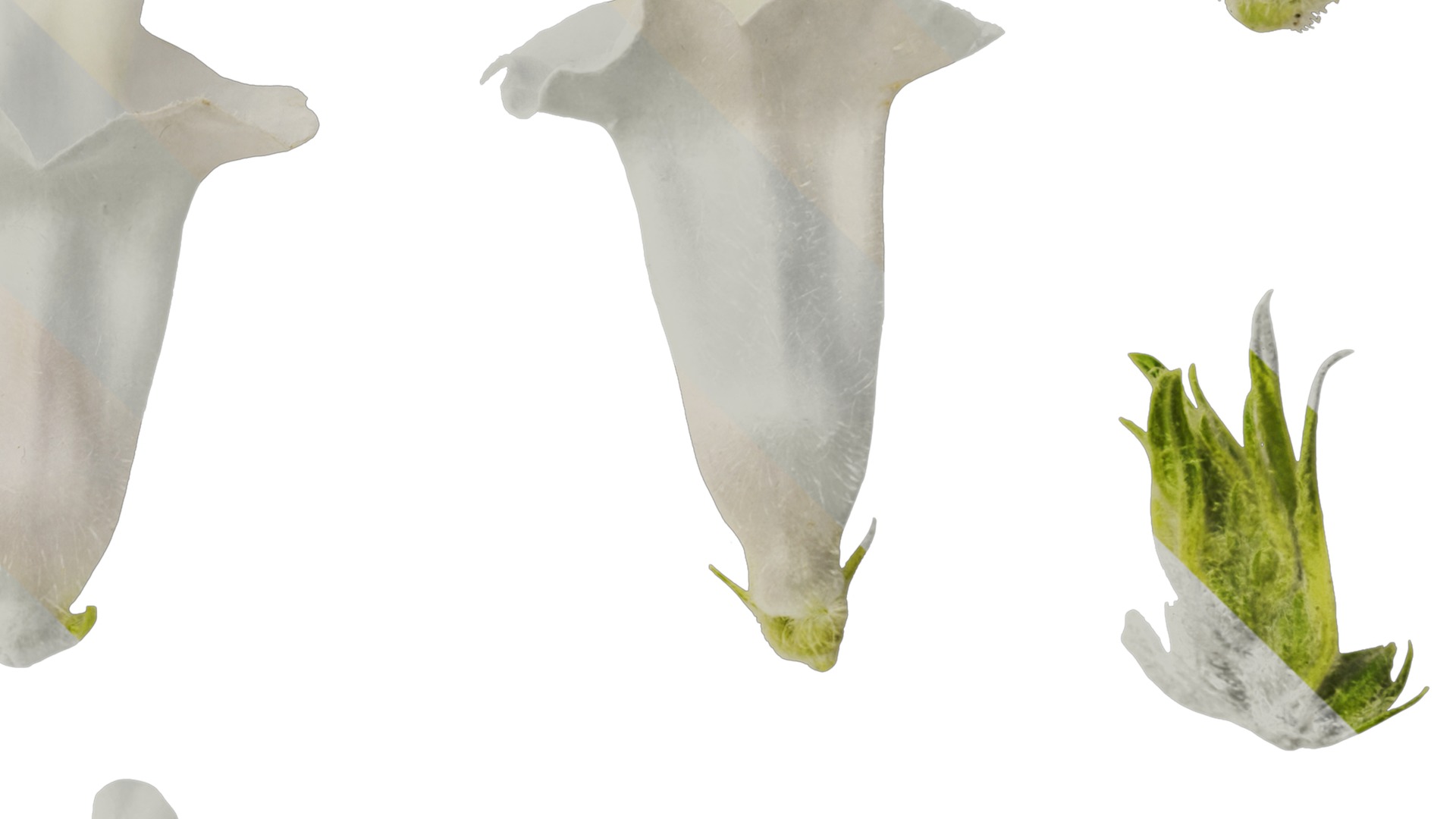 Anydrafts Sesamum indicum Flower 02 Texture_4