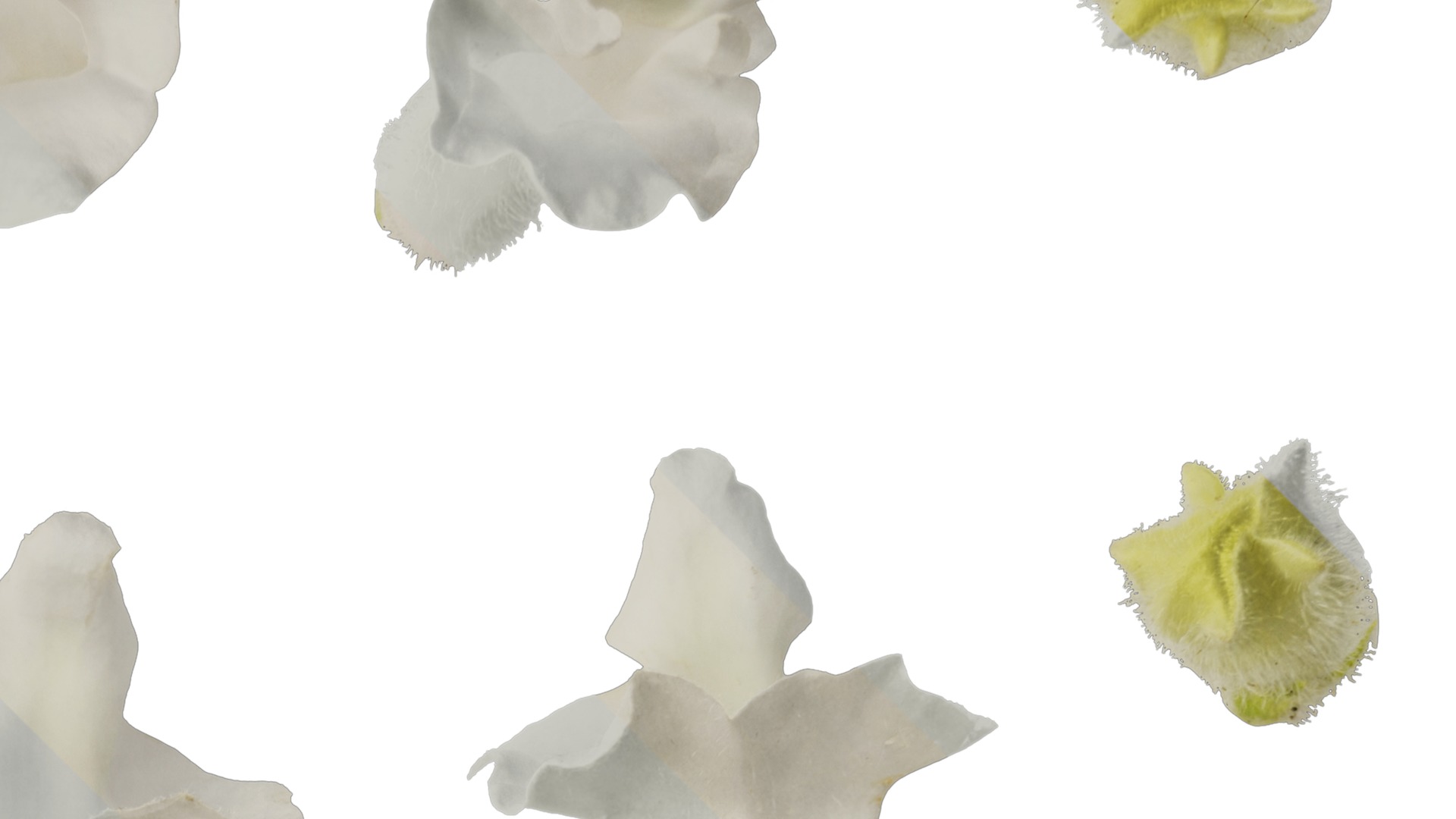 Anydrafts Sesamum indicum Flower 02 Texture_2