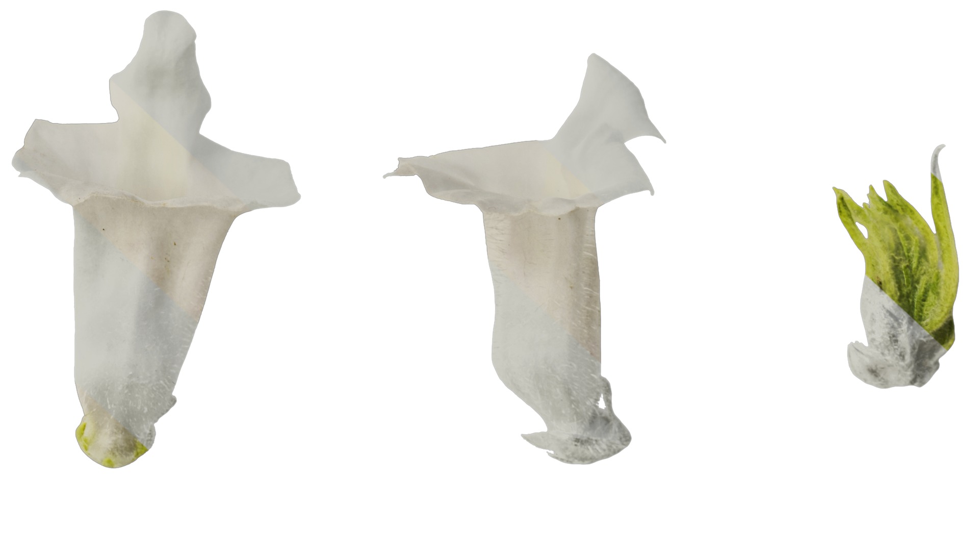 Anydrafts Sesamum indicum Flower 02 Texture_6