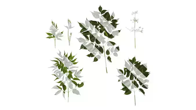 Anydrafts Melia azedarach Atlas 07