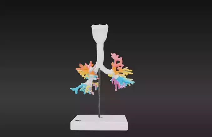 3D Bronchial Tree Model with Larynx 3D print model