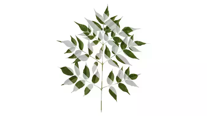 Anydrafts Melia azedarach Atlas 09