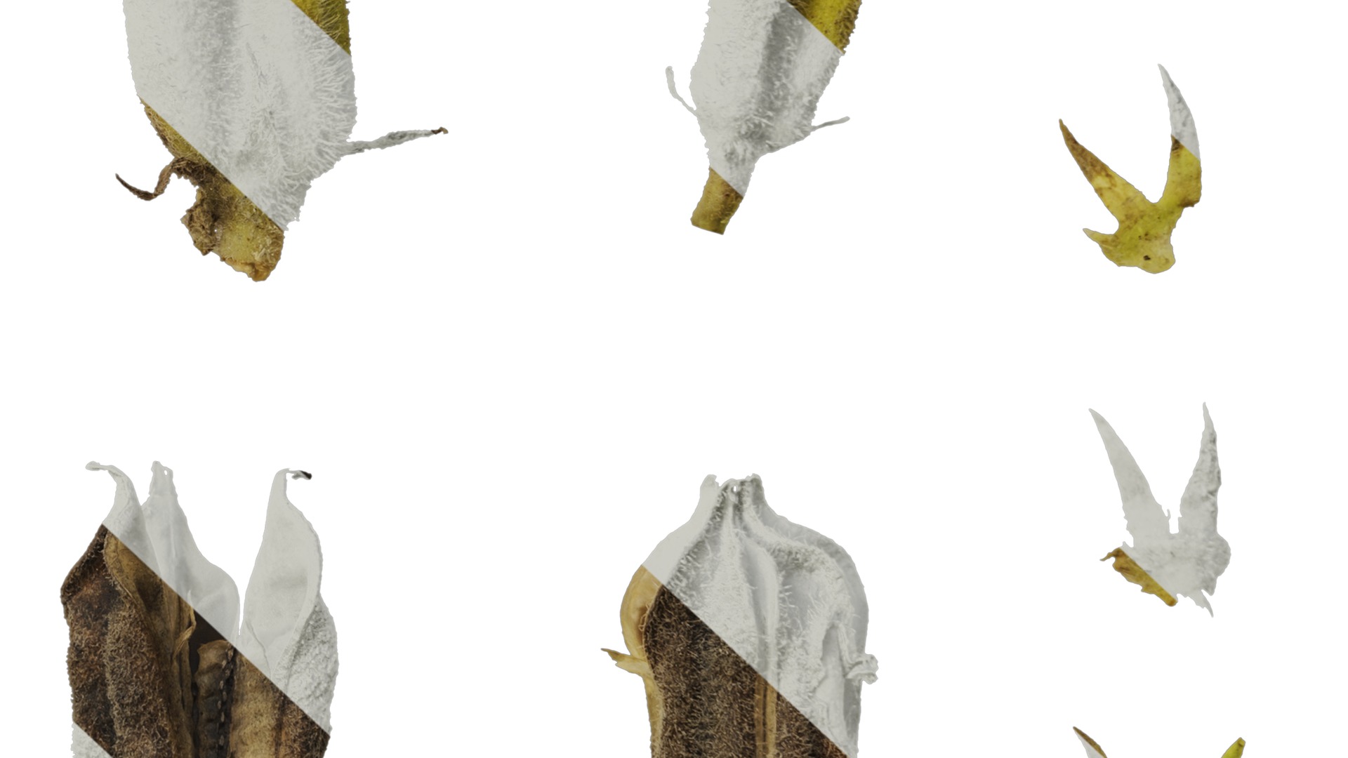 Anydrafts Sesamum indicum Fruit 02 Texture_6