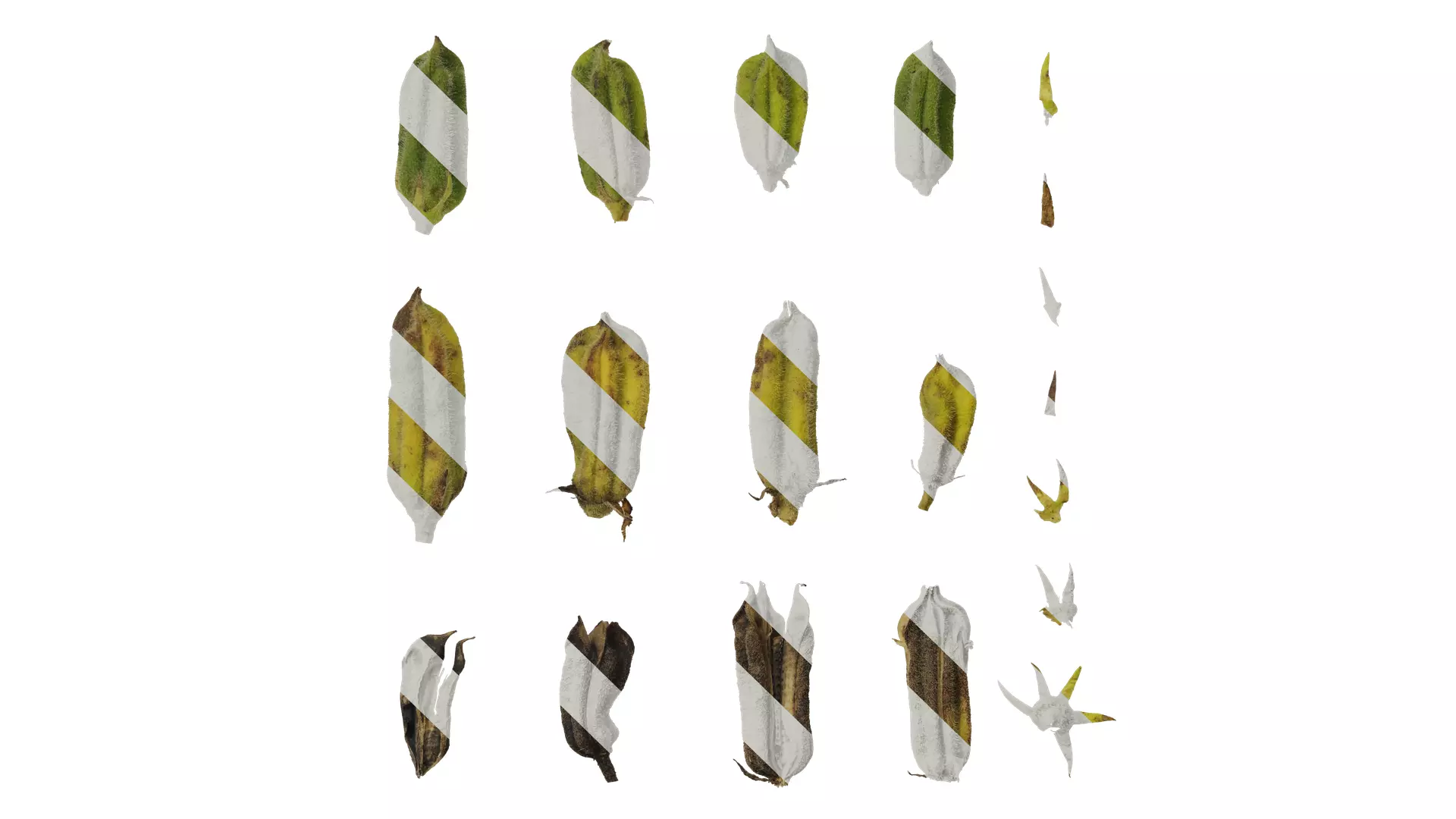 Anydrafts Sesamum indicum Fruit 02 Texture_0