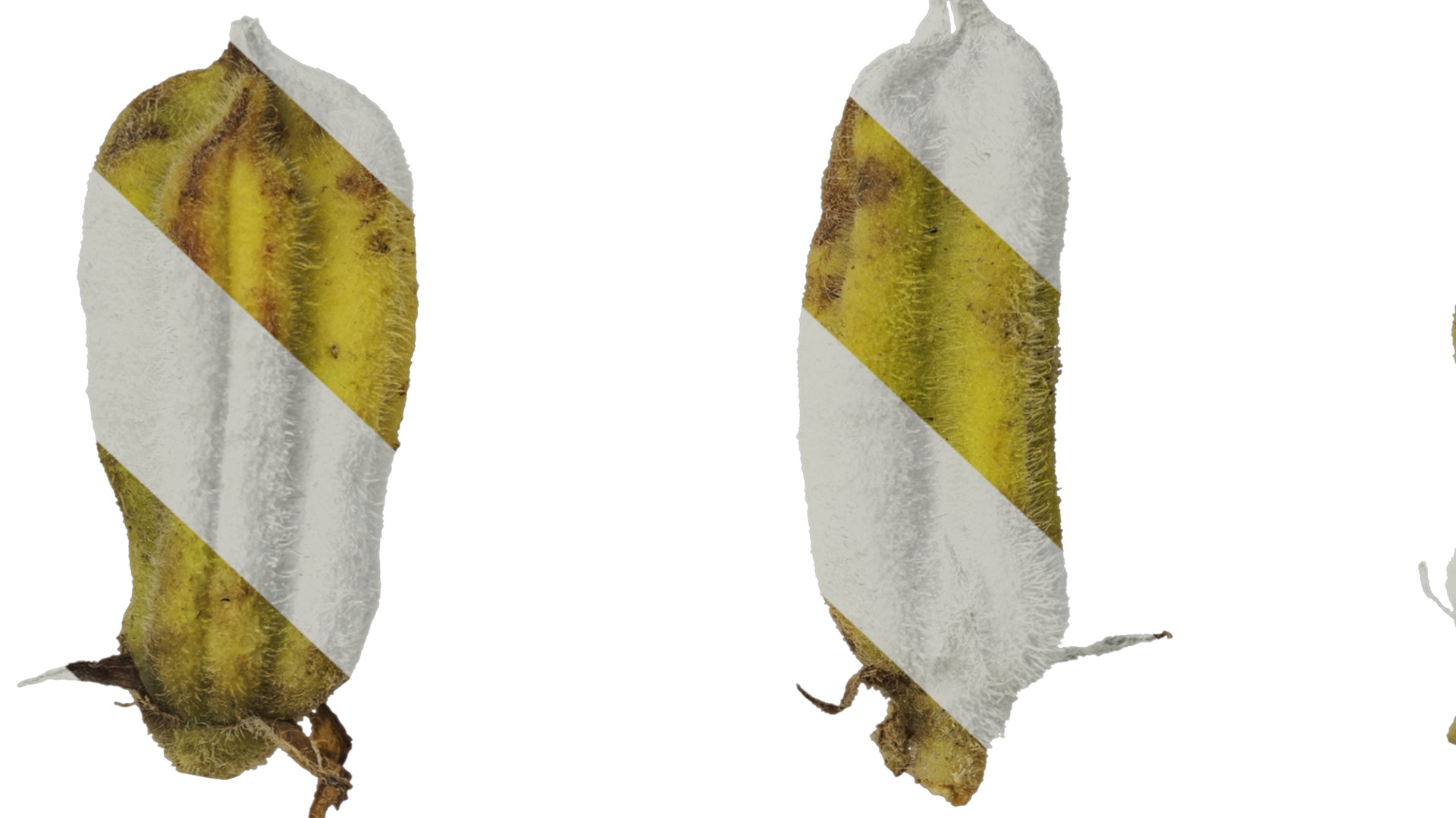 Anydrafts Sesamum indicum Fruit 02 Texture_7