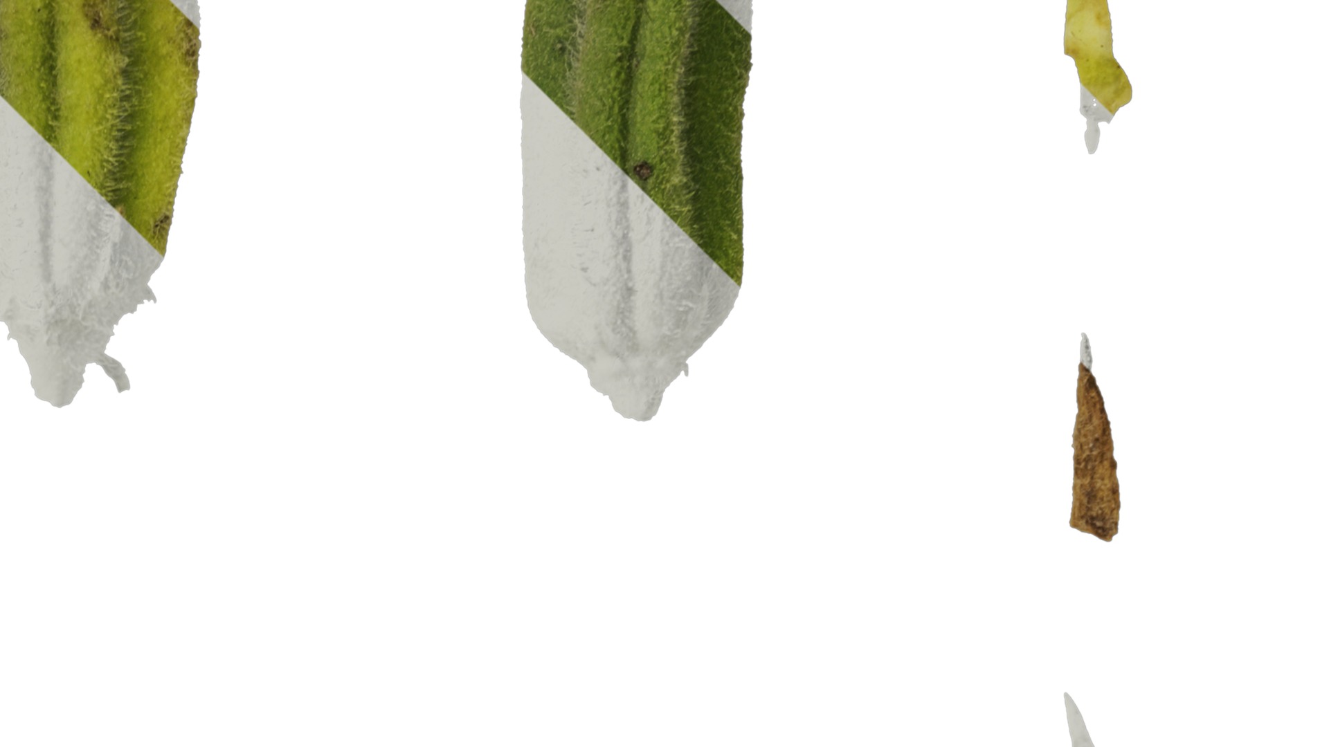 Anydrafts Sesamum indicum Fruit 02 Texture_2