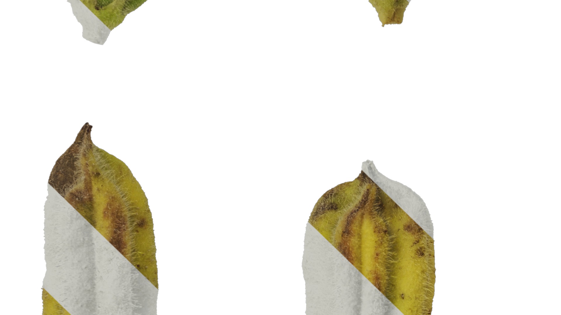 Anydrafts Sesamum indicum Fruit 02 Texture_3