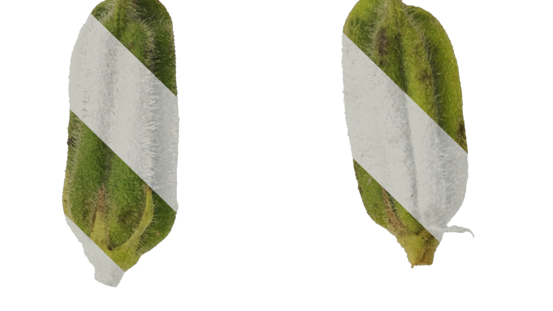 Anydrafts Sesamum indicum Fruit 02 Texture_1