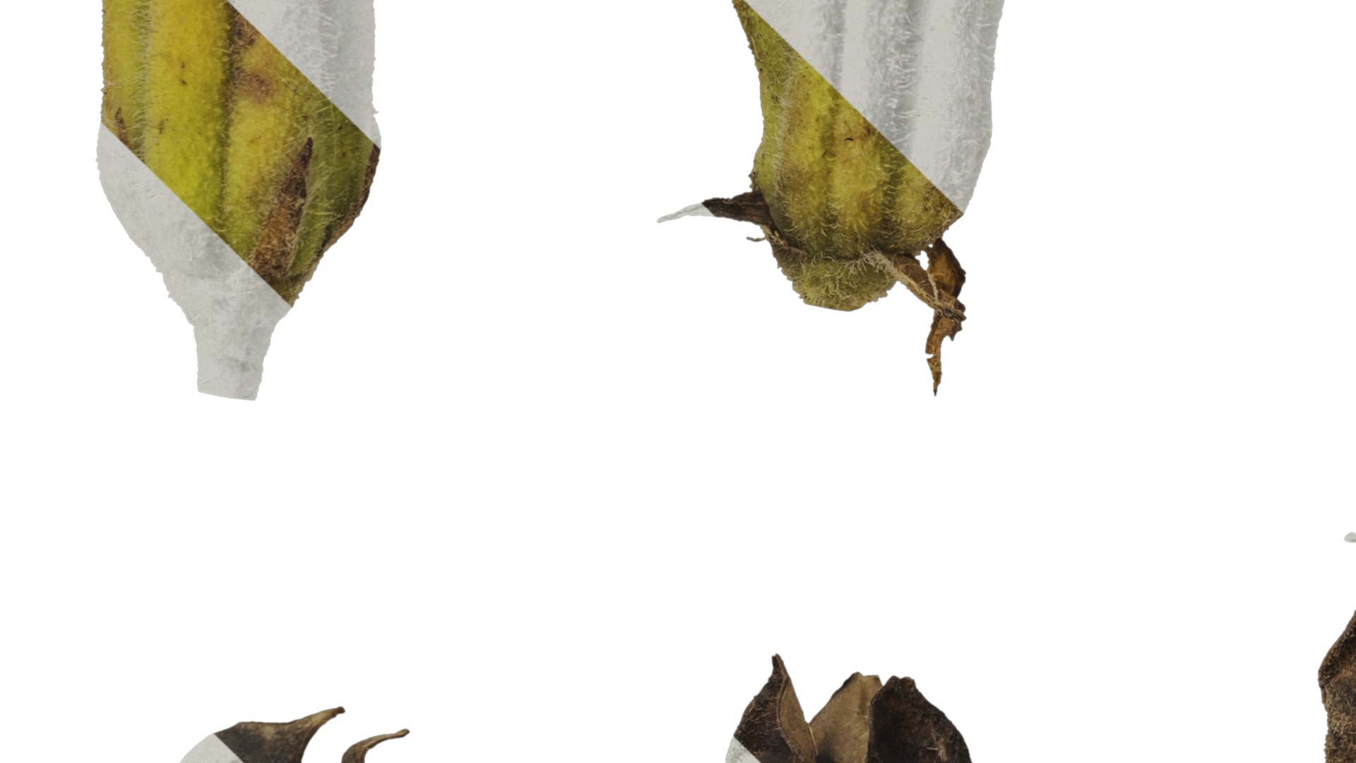 Anydrafts Sesamum indicum Fruit 02 Texture_5