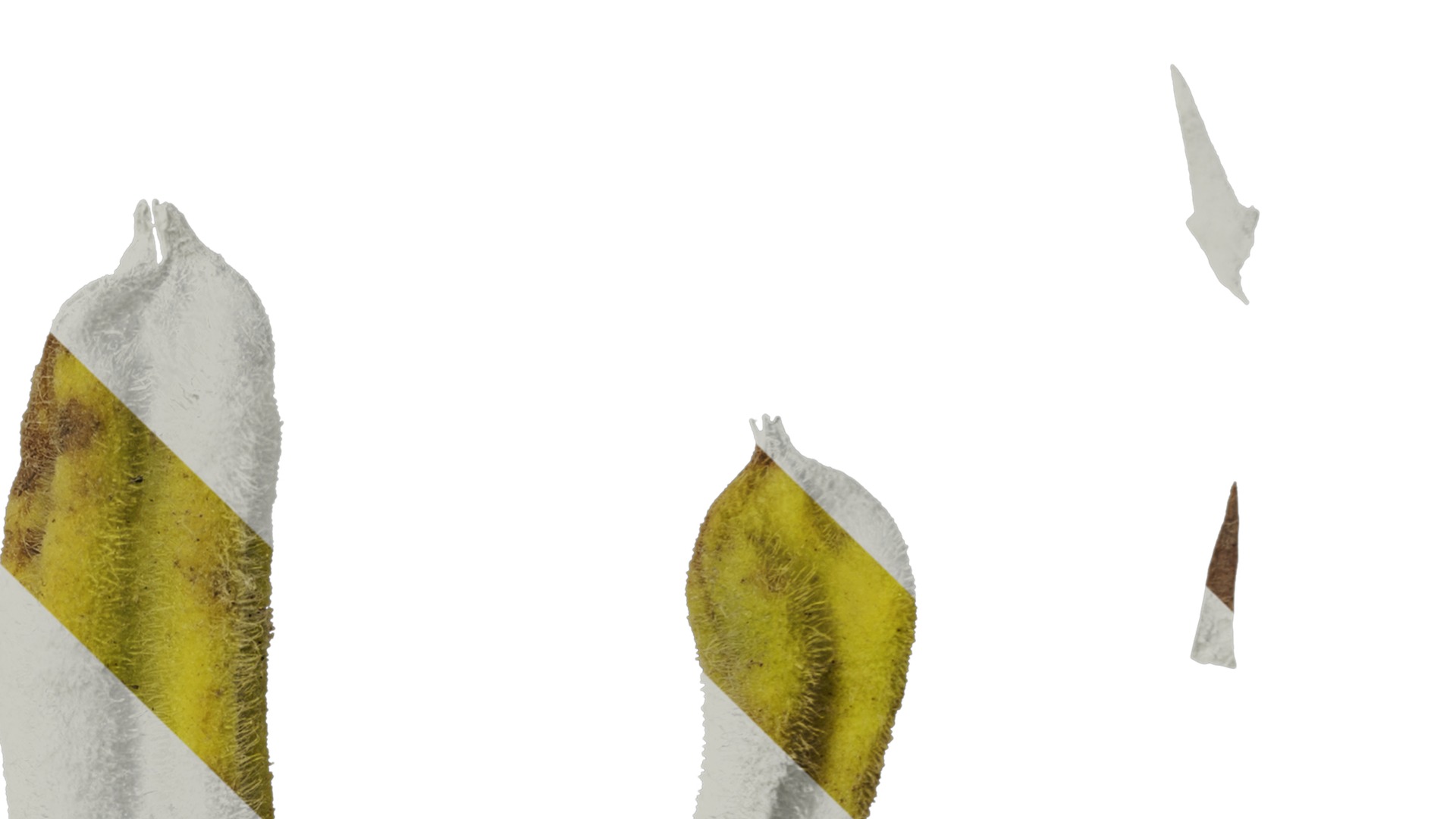 Anydrafts Sesamum indicum Fruit 02 Texture_4