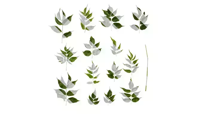 Anydrafts Melia azedarach Atlas 10