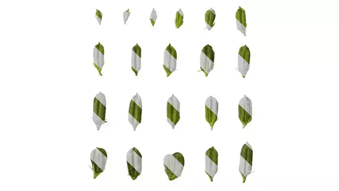 Anydrafts Sesamum indicum Fruit 03