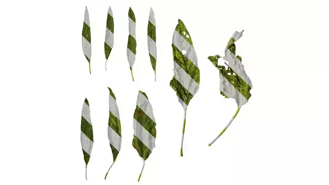 Anydrafts Sesamum indicum Leaf 01