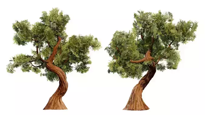 Spiral Juniper Tree 3D Model Low-poly 3D model