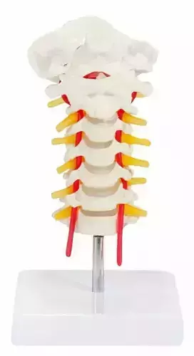 3D Vertebrae Anatomy Model Set with Stand 3D print model