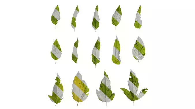 Anydrafts Sesamum indicum Leaf 04