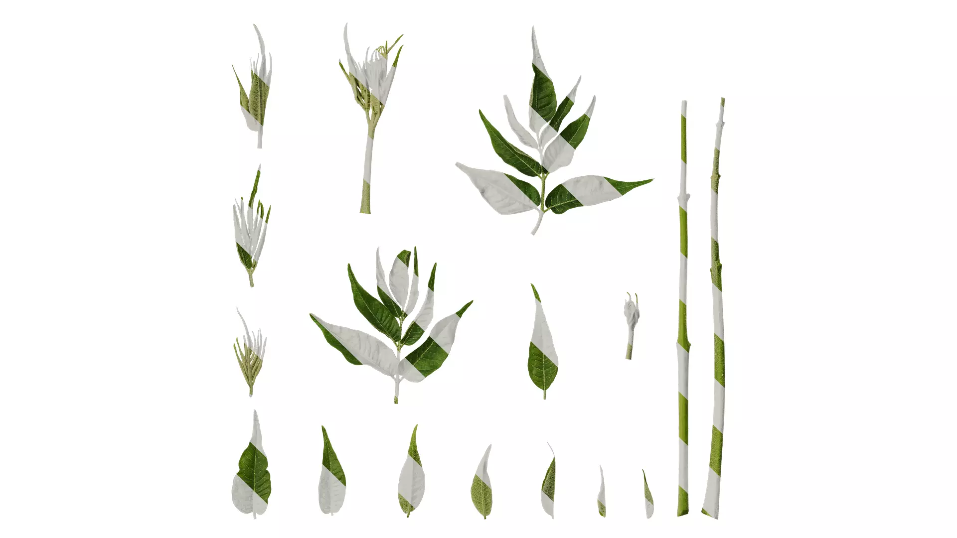 Anydrafts Melia azedarach Atlas 11 Texture_0