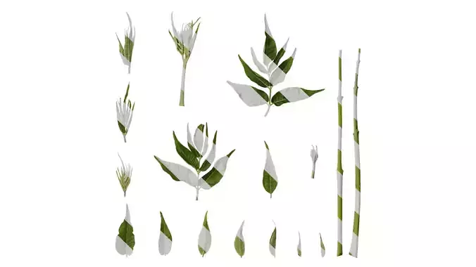 Anydrafts Melia azedarach Atlas 11