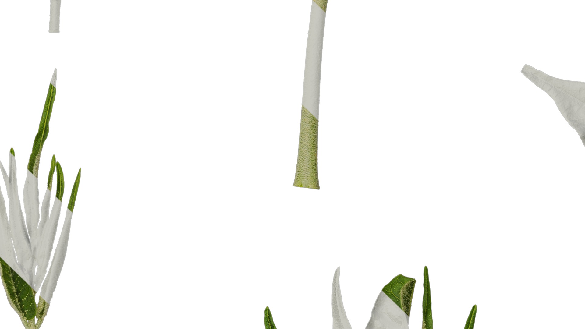 Anydrafts Melia azedarach Atlas 11 Texture_3