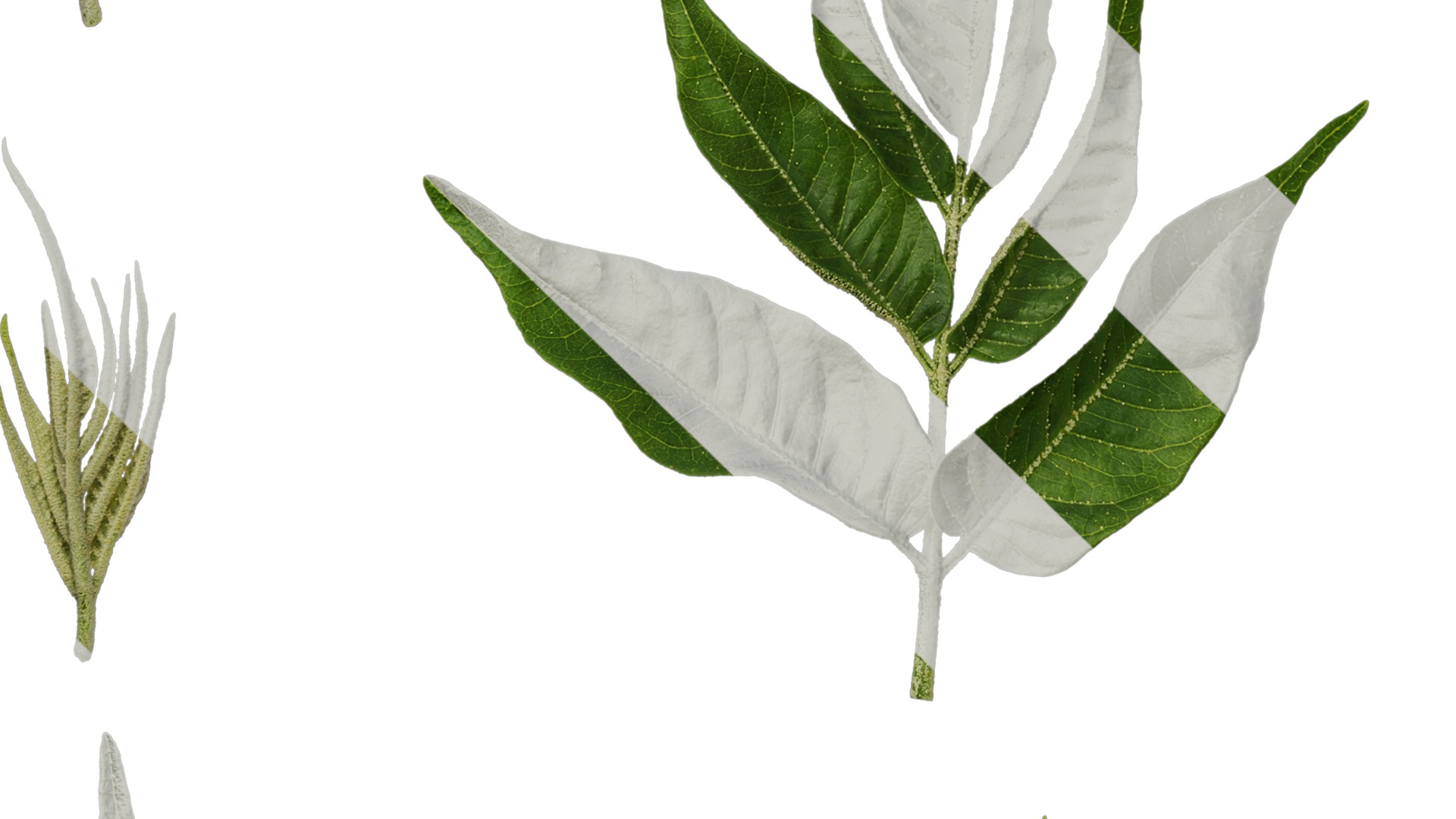 Anydrafts Melia azedarach Atlas 11 Texture_5