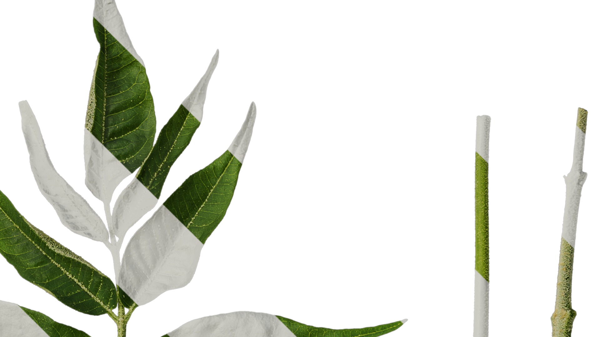 Anydrafts Melia azedarach Atlas 11 Texture_2